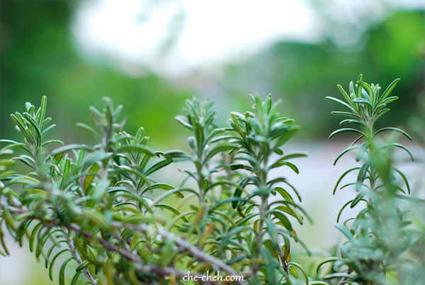 Growing Rosemary In Malaysia